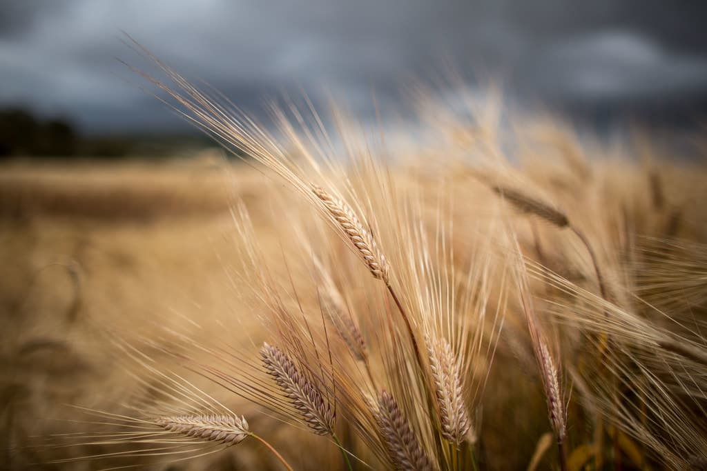 Agriculture & Livestock